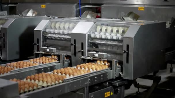 Uova Fila Fabbrica Linea Produzione Macchine Agricoltura Azione Uova Lavoro — Video Stock