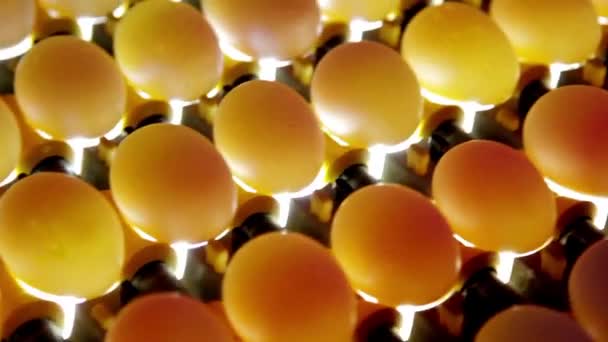 Üretim Hattındaki Bir Fabrikada Yumurta Ayıklama Tarama Gıda Endüstrisini Kapatıyor — Stok video