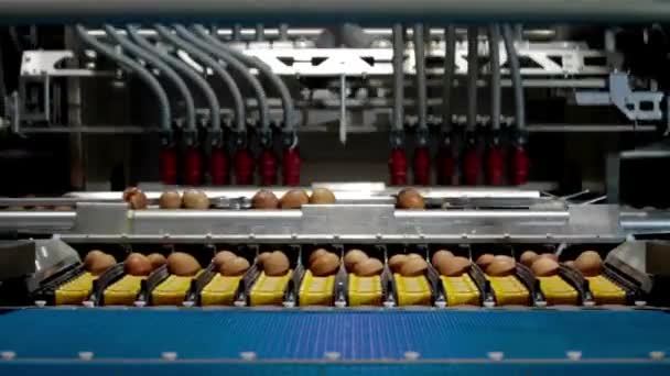 Eggs Rows Factory Farming Industry Machine Production Line Action Poultry — Stock Video