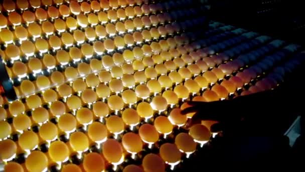 Třídění Třídění Vajec Světlem Výrobní Lince Zblízka Potravinářský Průmysl — Stock video
