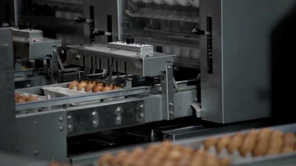 Eggs Rows Fabrikası Tarım Endüstrisi Aksiyon Kümes Hayvanları Yumurtası Üretim — Stok video