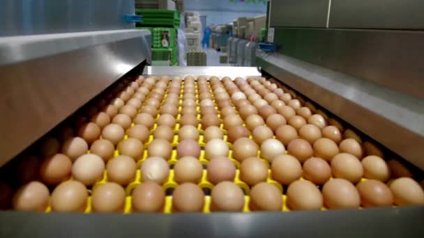Куриные Яйца Конвейерной Ленте Перед Переработкой Яичной Упаковки Птицефабрике — стоковое видео