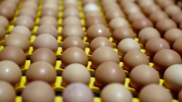 鶏卵工場で卵包装工場を処理する前にコンベアベルトに卵を入れ — ストック動画