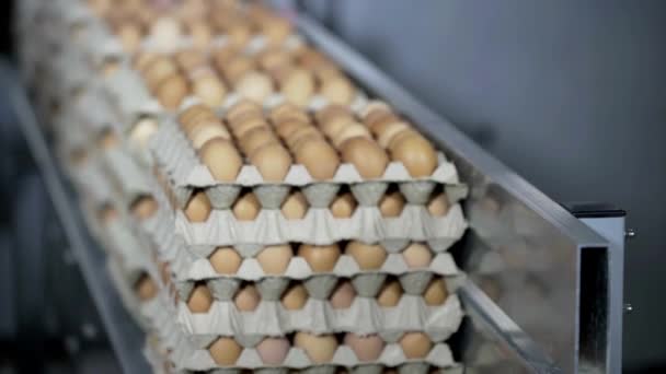 鶏の農場食品養鶏業界に梱包卵工場労働者の映像を閉じます現代 — ストック動画
