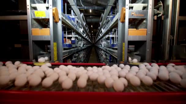 Eier Wandern Der Geflügelfutterindustrie Aktion Über Das Fließband — Stockvideo