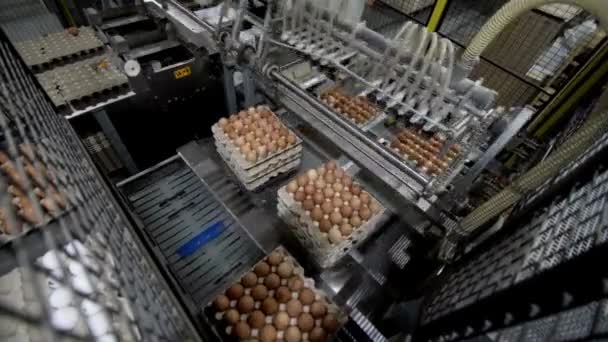 Máquina Produção Ovos Galinha Fábrica Classificar Ovos Galinha Triagem Transportadora — Vídeo de Stock