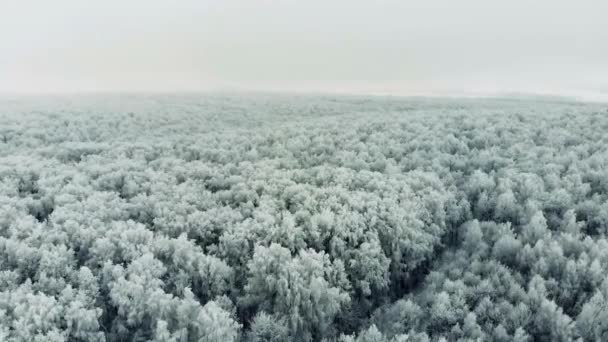 Воздушный Беспилотник Вид Вершины Снежных Горных Сосен Зимний Лес После — стоковое видео
