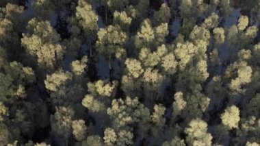 Yeşil Orman Hava Görüntüsü Sersemletici 4K İnsansız Hava Aracı Yemyeşil Doğal Manzaranın Görüntüsü