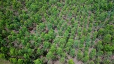 Çevre konsepti ve arka plan, Yeşil Orman Ulusal Parkı 'nın yukarıdan görünüşü.