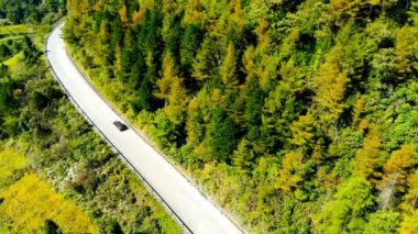 Drone Ormanı Manzarası Güzel Orman Seyahat Varış Yeri. Hava aracı video görüntüleri