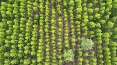 Günbatımından itibaren güzel bir sonbahar ormanı. Kırsal Sonbahar Ormanı. Sonbahar Yeşil Yaprakları