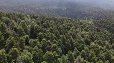 Çam ağaçlarının hava manzarası. Üst manzara. Koyu yeşil orman manzarası.