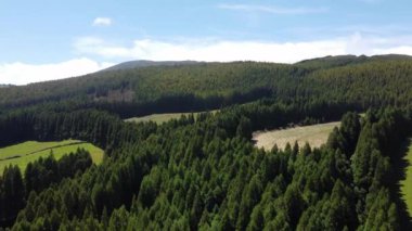 Çam ağaçlarının hava manzarası. Üst manzara. Koyu yeşil orman manzarası.