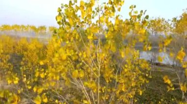 hava manzarası doğa nehir ve orman ağacı küçük kıvrımlı nehir gölü yeşil bataklık Mangrove manzarası