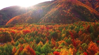Sonbahar renklerinin rüzgarlı ormanlarına tepeden bakıyorum. Orman ağaçları yeşil drone atışı