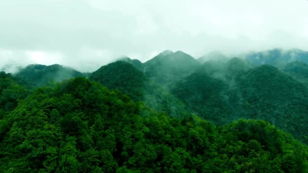 Утром Рассвет Воздушный Беспилотник Сбил Туман Деревенской Лесной Секвойе Сосне — стоковое видео