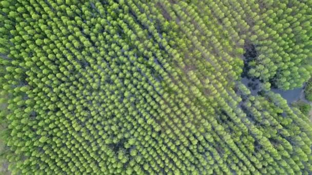 Bos Bomen Pad Groen Antenne Drone Schot Textuur Van Het — Stockvideo