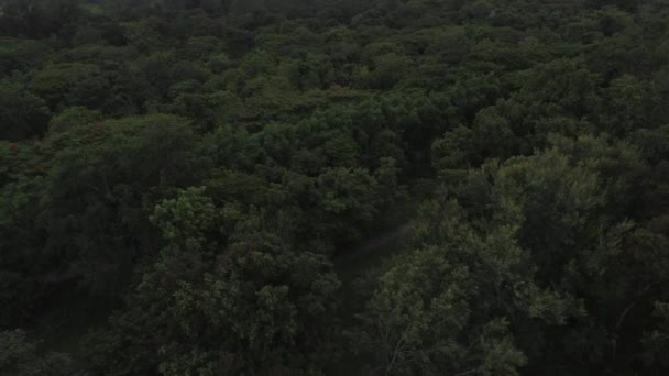 Drone Δάσος Τοπίο Σφηνάκια Όμορφη Φύση Δάσος Ταξιδιωτικό Προορισμό Αεροπλάνο — Αρχείο Βίντεο