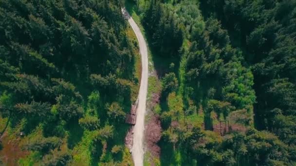 アスファルトの方法で車と緑の森の間の道路の空中ビュー 森の中を走る — ストック動画