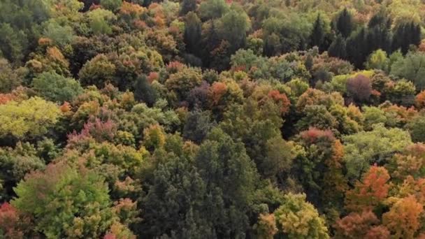 秋の森の空中ドローンビュー バード ビュー 夕日の背景で夏の風景 — ストック動画