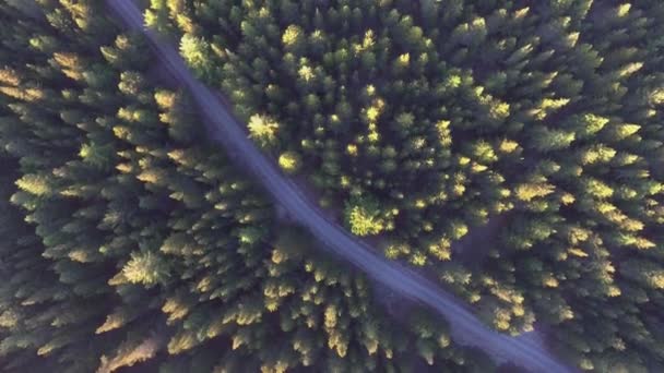 夏緑の鬱蒼とした森の空中背景 トップビューの空気ドローンからの自然の野生の丘の背景 — ストック動画