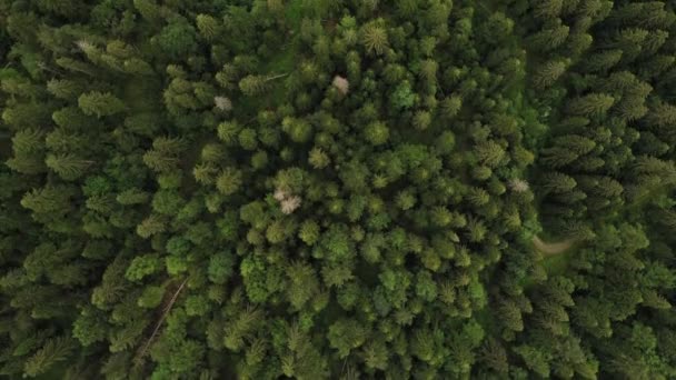 Estate Verde Fitta Foresta Sfondo Aereo Sfondi Naturali Selvatici Collina — Video Stock