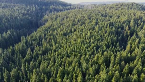 針葉樹林の空中ドローンビューエレガントな松の背景北の森の野生の丘4K — ストック動画