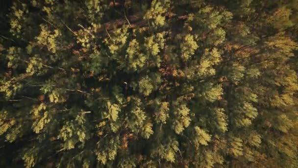 Αεροφωτογραφία Drone Των Δέντρων Κωνοφόρων Δάσος Κομψό Πεύκα Φόντο Βόρειο — Αρχείο Βίντεο