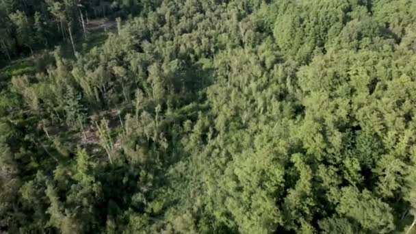 Vista Aérea Verano Desde Arriba Con Drones Árboles Naturaleza Bosque — Vídeo de stock