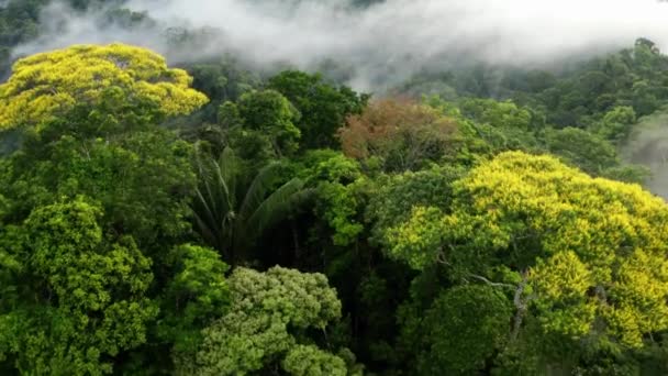 Aerial Drone View Vuelo Sobre Bosque Pinos Camino Campo Plano — Vídeos de Stock