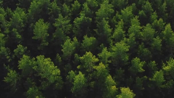 針葉樹林の空中ドローンビューエレガントな松の背景北の森の野生の丘4K — ストック動画