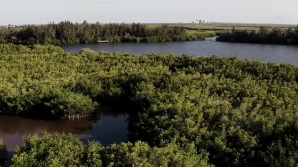 空中ビュー自然川と森の木小さな巻き川の湖緑の沼マングローブの風景 — ストック動画