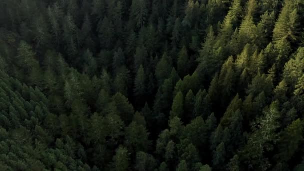Aereo Drone Vista Alberi Foresta Conifere Elegante Pineta Sfondo Foresta — Video Stock