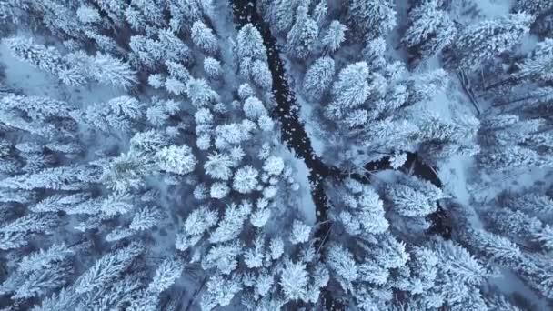 雪に覆われた木々や雪の森の冬の日に川の道を見下ろす空中ビュー — ストック動画