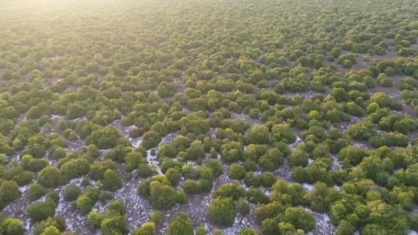 Letecký Drone View Let Nad Borovicovým Lesem Země Silnice Nad — Stock video