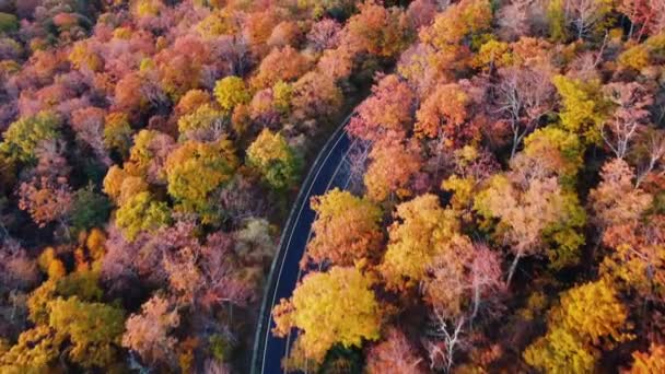 アスファルトの方法で車と緑の森の間の道路の空中ビュー 森の中を走る — ストック動画
