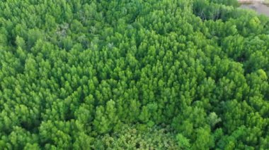 Sonbahar renklerinin rüzgarlı ormanlarına tepeden bakıyorum. Orman ağaçları yeşil drone atışı