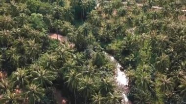 Asya topraklarında yemyeşil bir ormanın nehir üzerinden uçuşu.