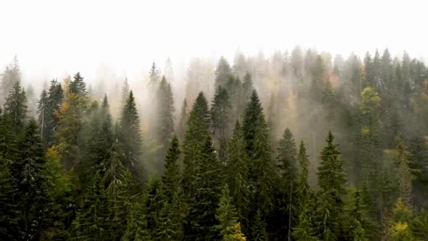 Gryning Morgonen Flygdrönare Skott Dimma Landsbygden Skogsmark Redwood Och Tall — Stockvideo