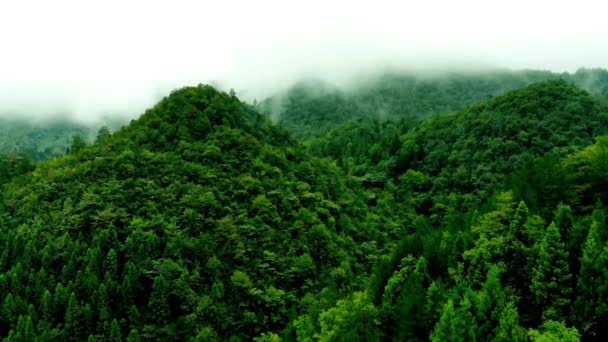 Świcie Aerial Drone Shot Fog Wsi Lasy Sekwoi Sosny Majestatyczne — Wideo stockowe