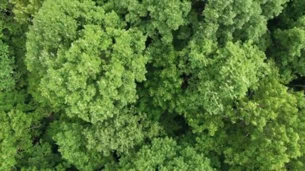 田園風景の中で美しい緑の森の上を飛ぶ4K航空機背景の山の範囲 — ストック動画