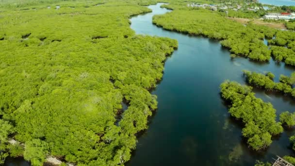 Widok Lotu Ptaka Natura Rzeka Las Drzewo Małe Kręte Jezioro — Wideo stockowe