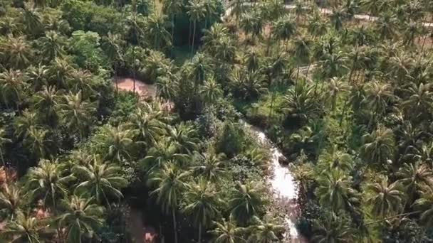 Overhead Aerial Shot Lush Green Forest Flight River Asian Country — Stock Video