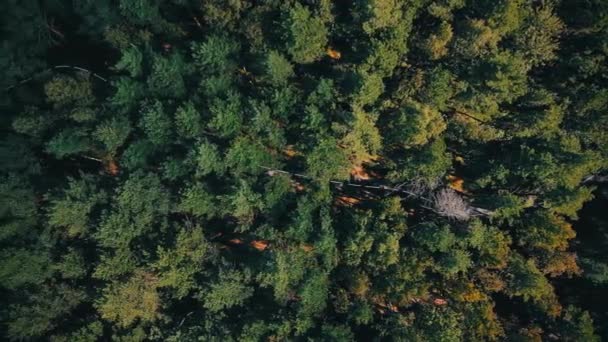 森の木道緑の空中ドローン撮影空中ビュー映像の森の質感 — ストック動画