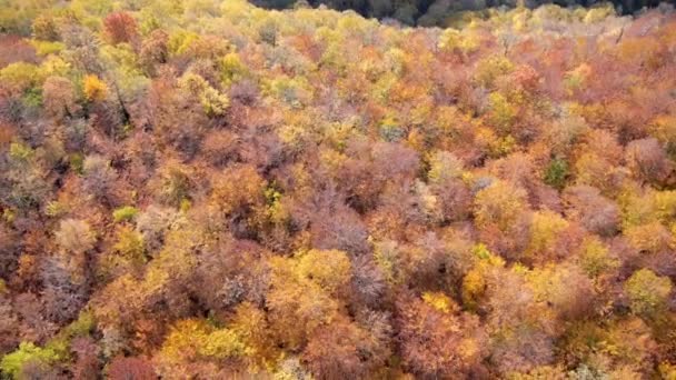 秋の森の木の上に空中ドローンビュー 自然と環境森の中のカラフルな紅葉 — ストック動画