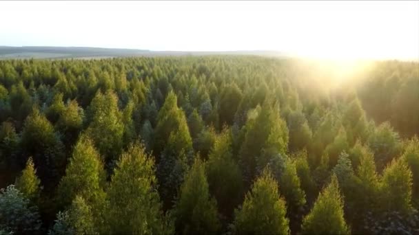 日の出には緑の木々の森を飛び越える 北ヨーロッパの森朝の太陽と霧空中撮影 — ストック動画