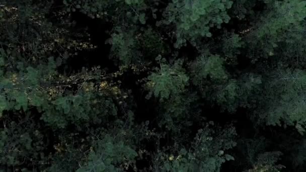 Yeşil Vadi Üzerindeki Yemyeşil Bir Ormanın Havadan Çekilmiş Görüntüsü — Stok video