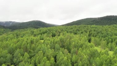 Güzel yeşil orman, hava manzarası Orman ağaçlarında sisli dağ tepelerine doğru insansız hava aracı arka planı