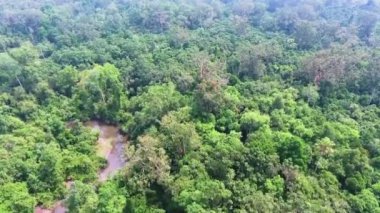Güzel yeşil orman, hava manzarası Orman ağaçlarında sisli dağ tepelerine doğru insansız hava aracı arka planı