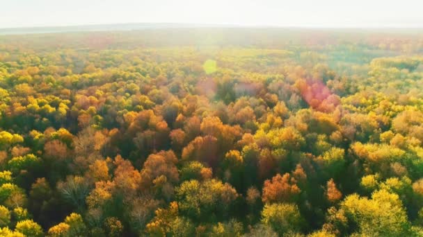 Veduta Aerea Drone Sopra Albero Foresta Autunno Natura Ambiente Colorati — Video Stock